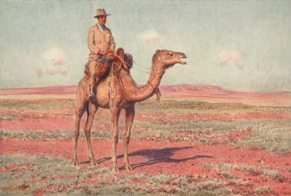 Surveying for the Transcontinental Railway, Australia. Camels. Percy Spence 1910